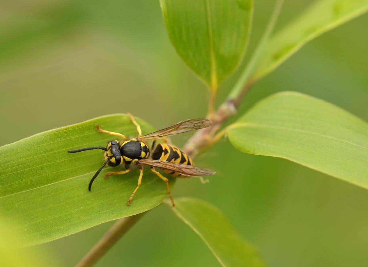 Cover Image for ¿Qué avispa es esta? Guía rápida para identificarlas en Chile